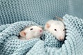 Cute rats and soft knitted blanket