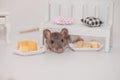 Cute rats under a doll`s white bench on a white background with