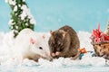 Cute rats and wicker sled with