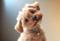 Cute realistic dog puppy with black eyes and collar.Small adorable Yorkshire terrier dog with copyspace.