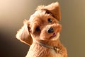 Cute realistic dog puppy with black eyes, tongue sticking out. Small adorable Yorkshire terrier dog with copyspace.