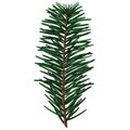 Cute realistic spruce branch with three small cones