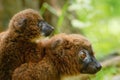 Cute Red-bellied Lemur with baby