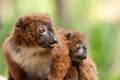 Cute Red-bellied Lemur with baby