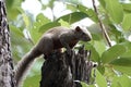 Cute red-bellied tree squirrel on a tree trunk in the forest