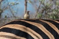 Cute red-billed oxpecker riding on the back of a Burchell`sPlains zebra, Greater Kruger.