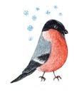 Cute red and black watercolor Christmas bullfinch