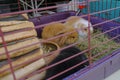 Cute red, black, and white decorative baby bunnies inside the cage eating hay and playing in the pet store. Domestic pets Royalty Free Stock Photo
