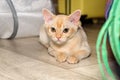 Cute red Burmese kitten lying on the floor Royalty Free Stock Photo