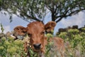 Cute red calf is laying in high green wild flowers Royalty Free Stock Photo