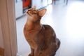 Cute red cat Abyssinian sitting on the floor in the apartment.