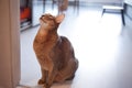 Cute red cat Abyssinian sitting on the floor in the apartment.