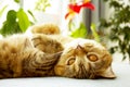 A cute red cat lying on the blue sofa and basking in the sun Royalty Free Stock Photo