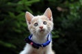 Cute red cat with blue pink collar