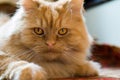 Cute red cat brazen lying on the floor Royalty Free Stock Photo