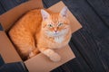 Cute red cat in a cardboard box. Royalty Free Stock Photo