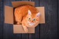 Cute red cat in a cardboard box. Royalty Free Stock Photo