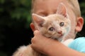 Cute red cat with child Royalty Free Stock Photo