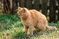 Cute red cat in garden. Cute cat relaxing in grass. Royalty Free Stock Photo