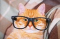 Cute red cat with glasses close-up. Royalty Free Stock Photo