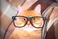 Cute red cat with glasses close-up. Royalty Free Stock Photo