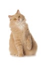 Cute red cat Royalty Free Stock Photo