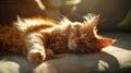 Cute red cat lies on the sofa and sleeps, sunlight shines through window frame. Generative Ai Royalty Free Stock Photo