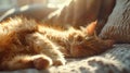 Cute red cat lies on the sofa and sleeps, sunlight shines through window frame. Generative Ai Royalty Free Stock Photo