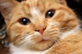 Cute red cat looking at camera with fuuny face. Nose closeup in focus and unfocused face.