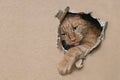 Cute red cat looking curious out of a hole in a cardboard box. Royalty Free Stock Photo