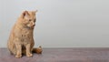 Cute red cat looking curious sideways. Royalty Free Stock Photo