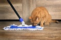 Cute red cat looking curious to the mop for cleaning the floor. Royalty Free Stock Photo