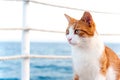 Cute red cat looking torward the sea sitting on pier