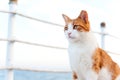 Cute red cat looking torward the sea sitting on pier