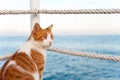 Cute red cat looking torward the sea sitting on pier