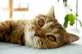 A cute red cat lying on the blue sofa and want to sleep Royalty Free Stock Photo