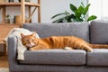 Cute red cat lying on sofa in living room Royalty Free Stock Photo