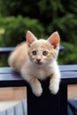 Cute red cat resting in the garden