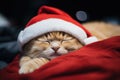 Cute red cat in a Santa hat sleeps on a red knitted scarf, Christmas card with pet Royalty Free Stock Photo