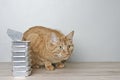 Cute red cat siting beside stacked cans of wet cat food and looking curious away. Royalty Free Stock Photo