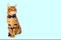 A cute red cat sits in a bow tie on a turquoise background Royalty Free Stock Photo