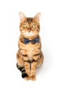 A cute red cat sits in a bow tie on a white background Royalty Free Stock Photo