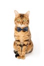 A cute red cat sits in a bow tie on a white background Royalty Free Stock Photo