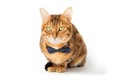 A cute red cat sits in a bow tie on a white background Royalty Free Stock Photo