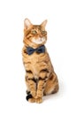 A cute red cat sits in a bow tie on a white background Royalty Free Stock Photo