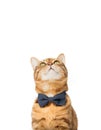 A cute red cat sits in a bow tie on a white background Royalty Free Stock Photo