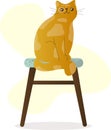 a cute red cat sits on a stool. white background