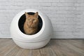 Cute red cat sitting in a self-cleaning litter box and looking away.