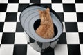 Cute red cat sitting in a top-entry litter box. High angle view.