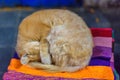 Cute red cat sleeping on the colored plaid on the streets of the Medina in Essaouira. Morocco Royalty Free Stock Photo